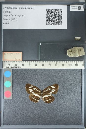 Media type: image;   Entomology 162806